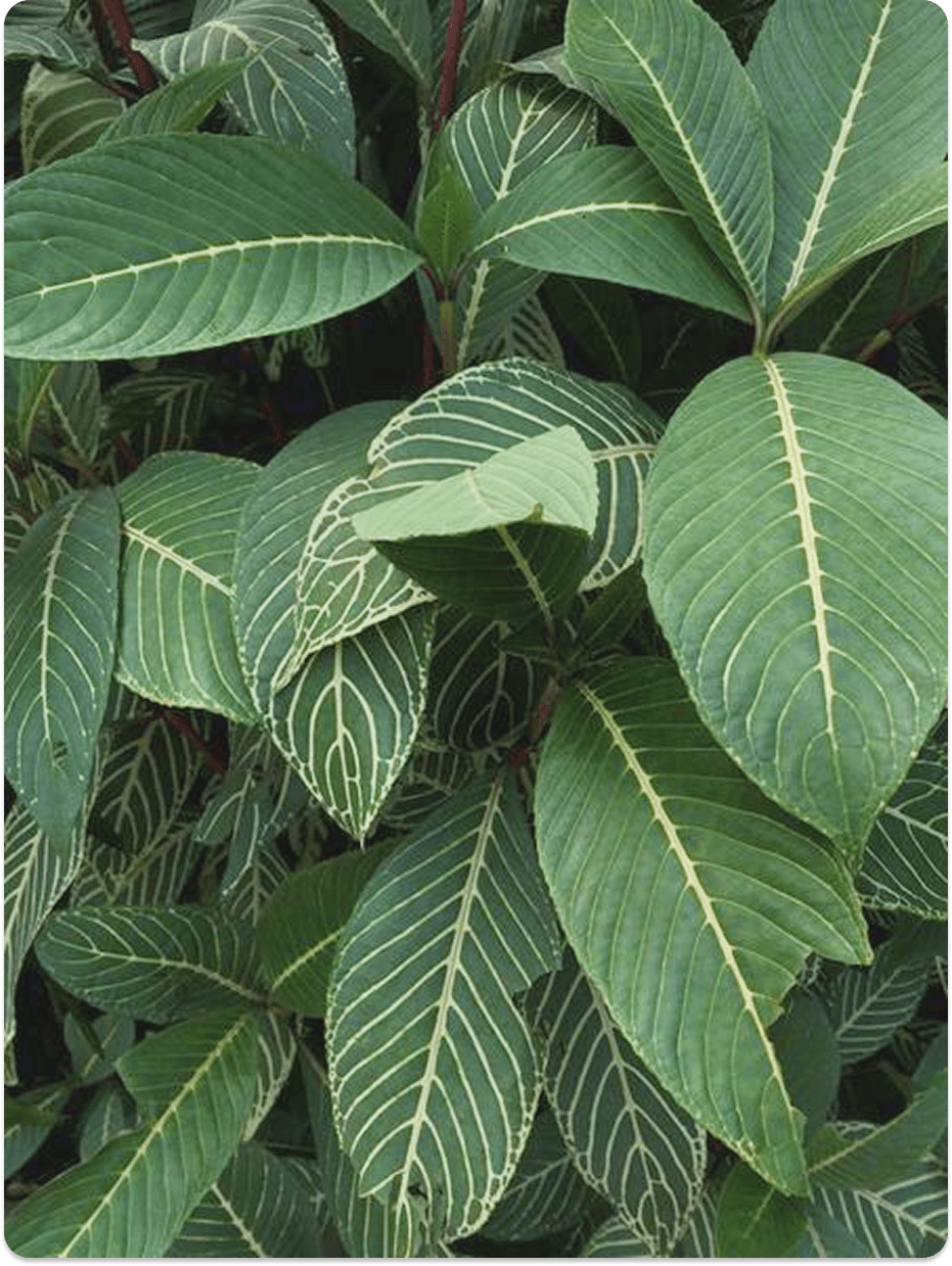 leaves